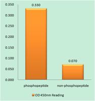 Cyclin E1 (phospho Thr77) Polyclonal Antibody