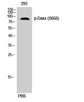 Daxx (phospho Ser668) Polyclonal Antibody