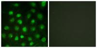 DNA-PKCS (phospho Thr2647) Polyclonal Antibody