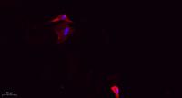 DRP1 (phospho Ser637) Polyclonal Antibody