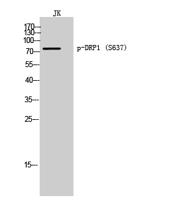 DRP1 (phospho Ser637) Polyclonal Antibody