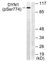 Dynamin I (phospho Ser774) Polyclonal Antibody