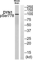 Dynamin I (phospho Ser778) Polyclonal Antibody