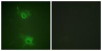 EDG-1 (phospho Thr236) Polyclonal Antibody