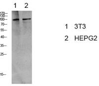 eEF2 (Phospho Thr56) Antibody