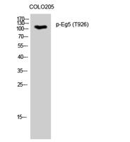 Eg5 (phospho Thr926) Polyclonal Antibody