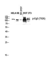 Eg5 (phospho Thr926) Polyclonal Antibody