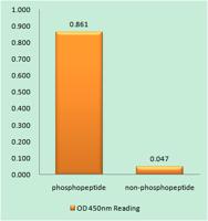 Eg5 (phospho Thr926) Polyclonal Antibody