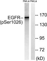 EGFR (phospho Ser1026) Polyclonal Antibody