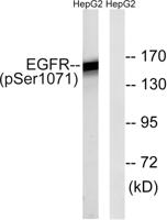 EGFR (phospho Ser1071) Polyclonal Antibody