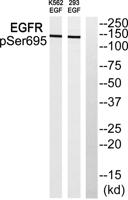 EGFR (phospho Ser695) Polyclonal Antibody