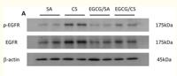 EGFR (phospho Thr678) Polyclonal Antibody