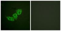 EGFR (phospho Thr678) Polyclonal Antibody
