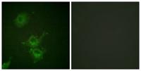 EGFR (phospho Thr693) Polyclonal Antibody