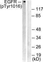 EGFR (phospho Tyr1016) Polyclonal Antibody