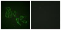 A-Raf (phospho Tyr302) Polyclonal Antibody
