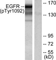 EGFR (phospho Tyr1092) Polyclonal Antibody