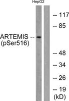 Artemis (phospho Ser516) Polyclonal Antibody