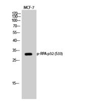 RPA p32 (phospho Ser33) Polyclonal Antibody