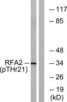 RPA32 (phospho Thr21) Polyclonal Antibody