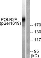 Rpb1 (phospho Ser1619) Polyclonal Antibody