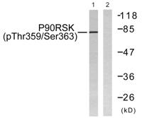 Rsk-1 (phospho Thr359/S363) Polyclonal Antibody