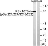 Rsk-1/2/3/4 (phospho Ser221/227/S218/232) Polyclonal Antibody