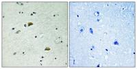 GRB10 (phospho Tyr67) Polyclonal Antibody