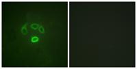 GRB10 (phospho Tyr67) Polyclonal Antibody