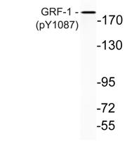 GRF-1 (phospho Tyr1087) Polyclonal Antibody