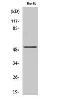 ATF-2 (phospho Thr71) Polyclonal Antibody