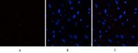 eIF2α (phospho Ser51) Polyclonal Antibody