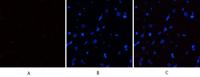eIF2α (phospho Ser51) Polyclonal Antibody
