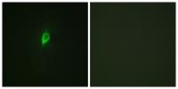 eIF4B (phospho Ser422) Polyclonal Antibody