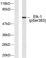 Elk-1 (phospho Ser383) Polyclonal Antibody