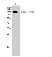 Eps15 (phospho Tyr849) Polyclonal Antibody