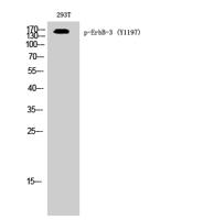 ErbB-3 (phospho Tyr1197) Polyclonal Antibody