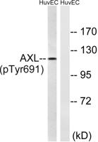 Axl (phospho Tyr691) Polyclonal Antibody