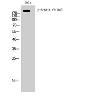 ErbB-3 (phospho Tyr1289) Polyclonal Antibody