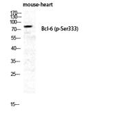 Bcl-6 (phospho Ser333) Polyclonal Antibody