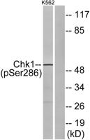 Chk1 (phospho Ser286) Polyclonal Antibody