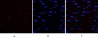 Chk2 (phospho Thr68) Polyclonal Antibody