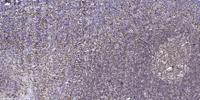 Claudin-3 (phospho Tyr219) Polyclonal Antibody