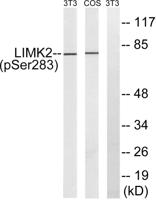 LIMK-2 (phospho Ser283) Polyclonal Antibody