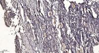 SH-PTP1 (phospho Tyr564) Polyclonal Antibody