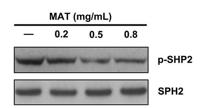 SH-PTP2 (phospho Tyr580) Polyclonal Antibody
