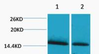 Histone H1 (Mono Methyl Lys25) Polyclonal Antibody