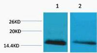 Histone H2B (Mono Methyl Lys5) Polyclonal Antibody