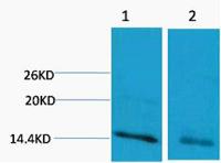 Histone H3 (Mono Methyl Arg17) Polyclonal Antibody