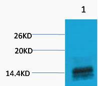 Histone H3 (Mono Methyl Arg2) Polyclonal Antibody